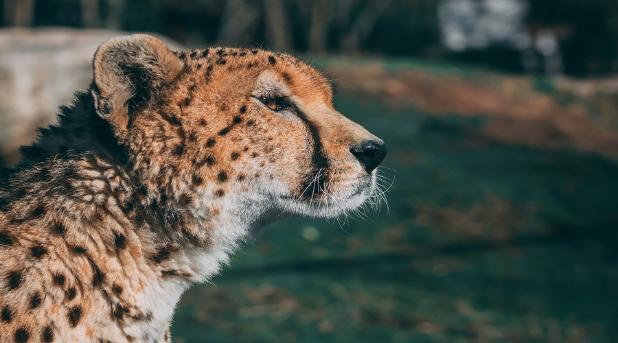 1 Day Tanzania Safari Adventure